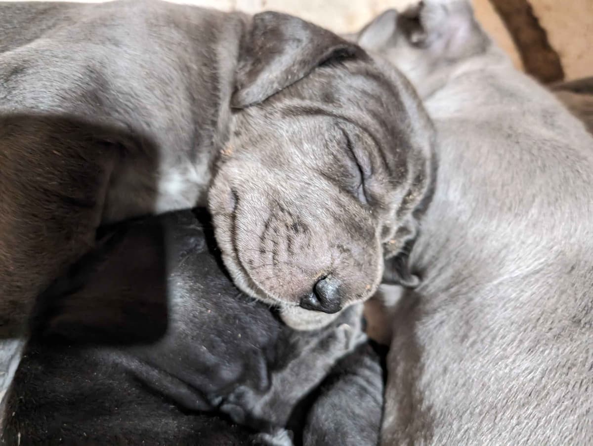 Great Dane Puppies breeder image 26