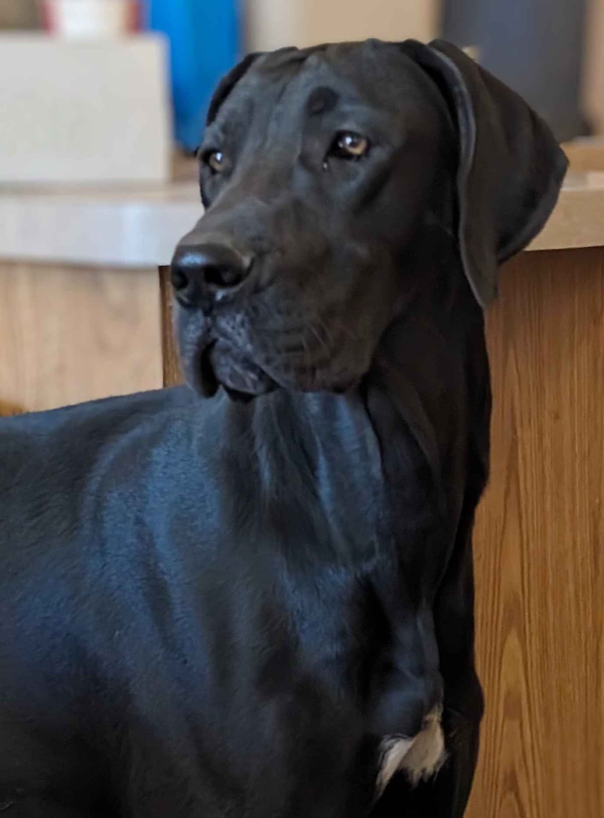 Great Dane Puppies breeder image 27