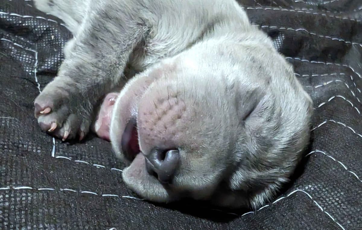 Great Dane Puppies breeder image 28