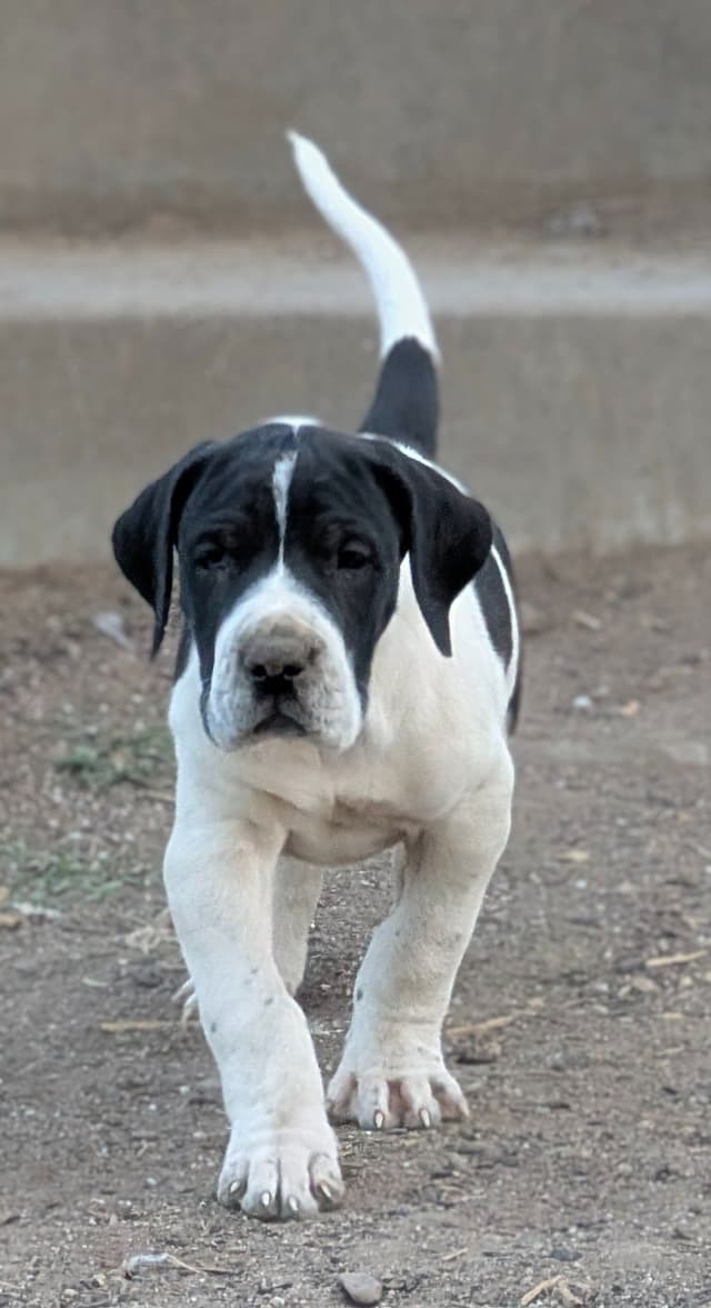 Great Dane Puppies media 2
