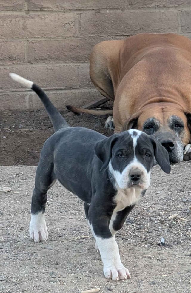 Great Dane Puppies media 3