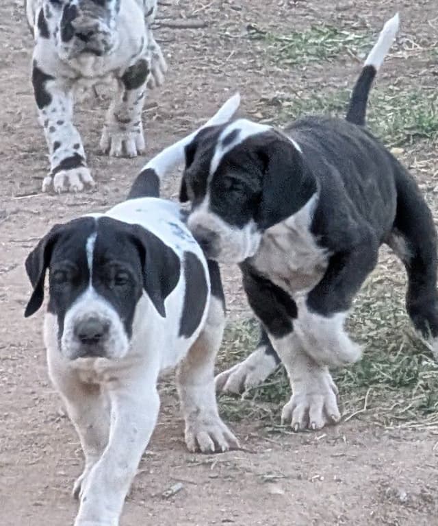 Great Dane Puppies media 5