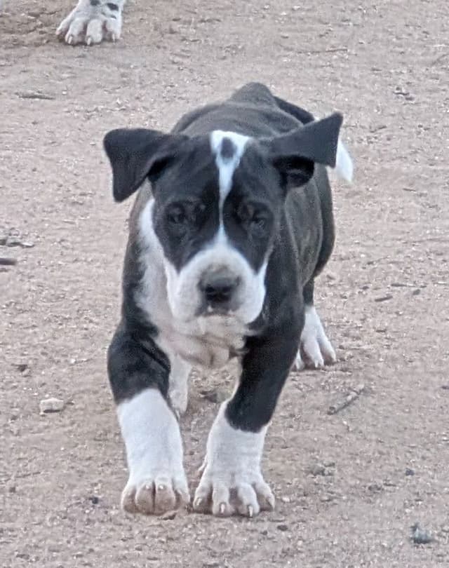 Great Dane Puppies media 6