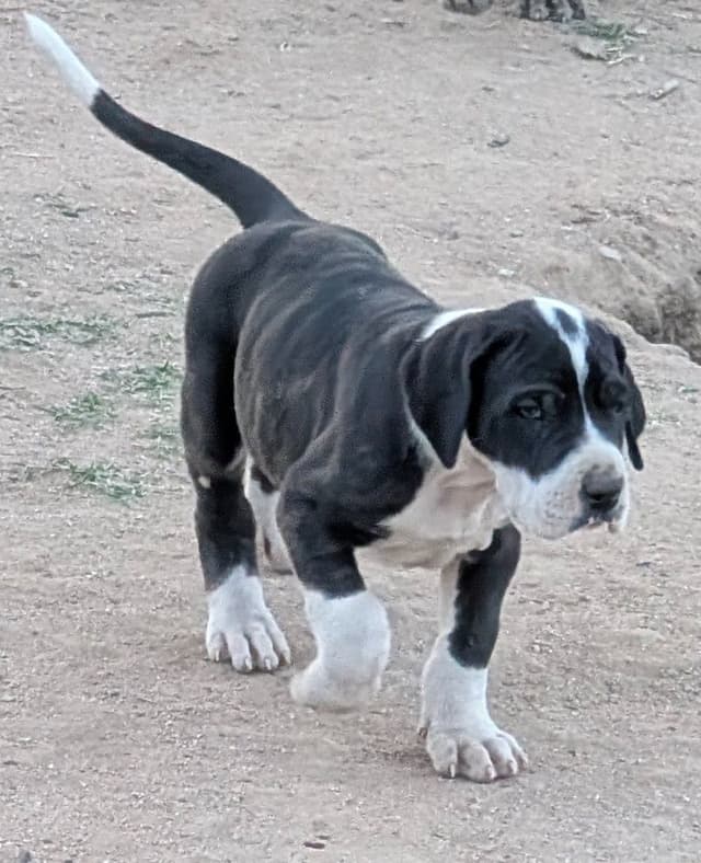 Great Dane Puppies media 8