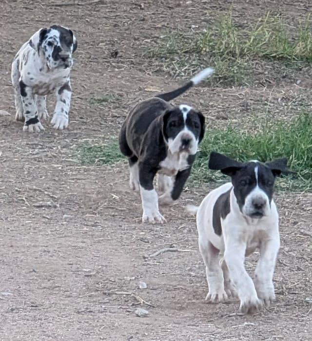 Great Dane Puppies media 9