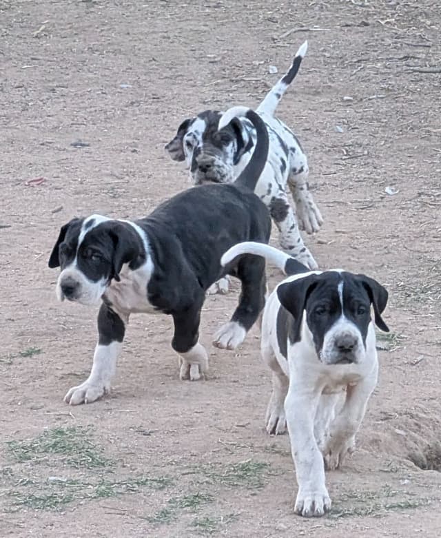Great Dane Puppies media 14