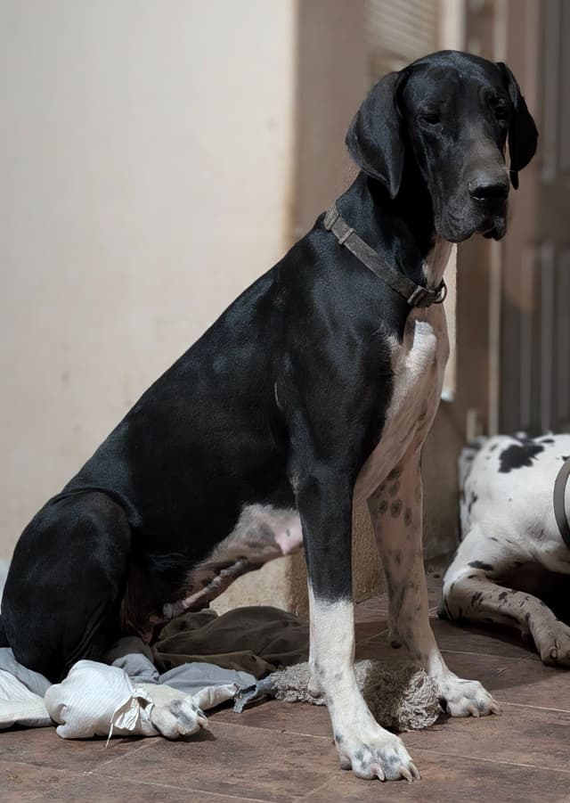 Great Dane Puppies media 18