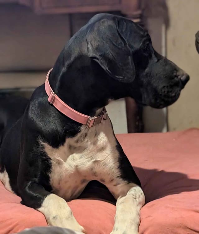 Great Dane Puppies media 19