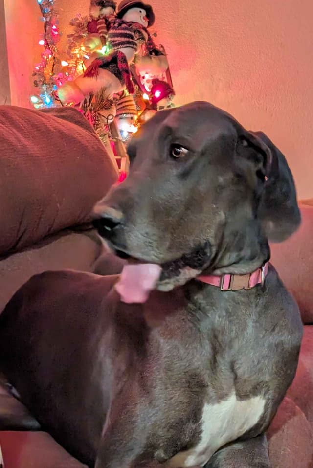 Great Dane Puppies media 20