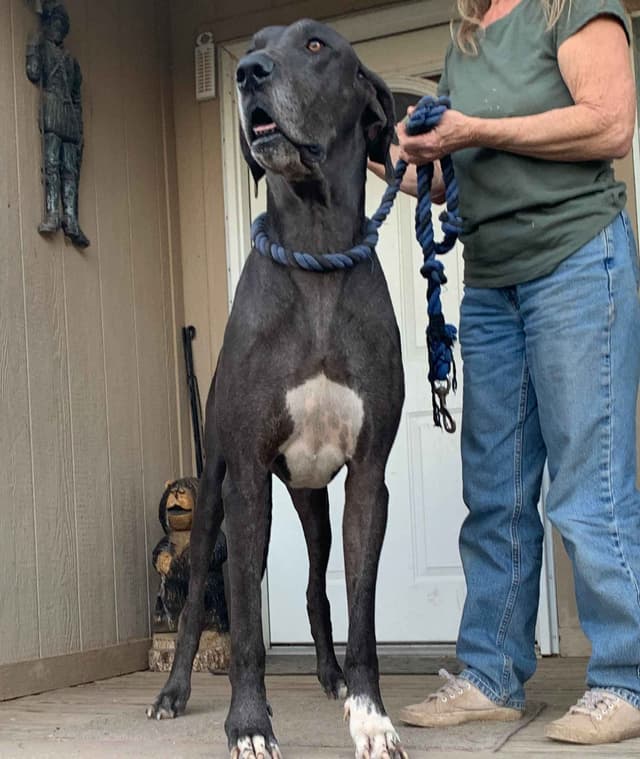 Great Dane Puppies media 21