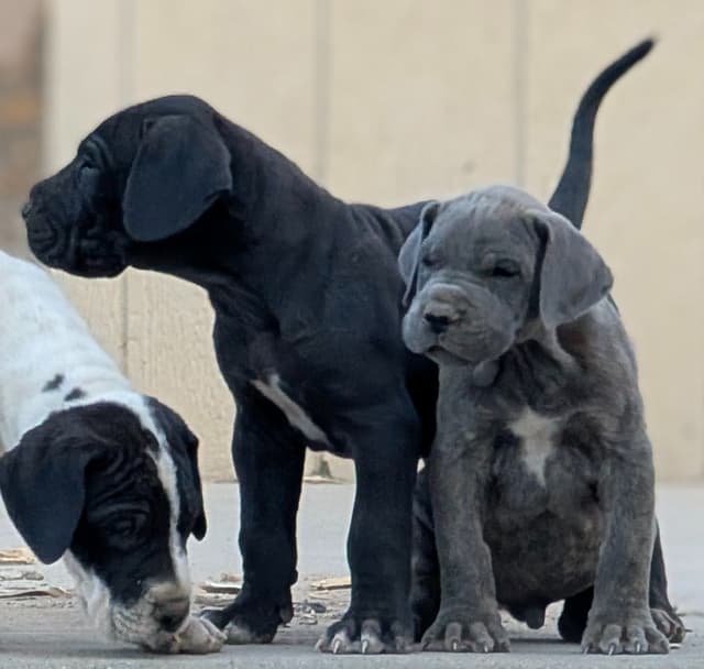 Great Dane Puppies media 2