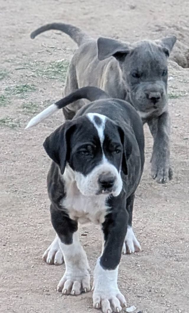 Great Dane Puppies media 3