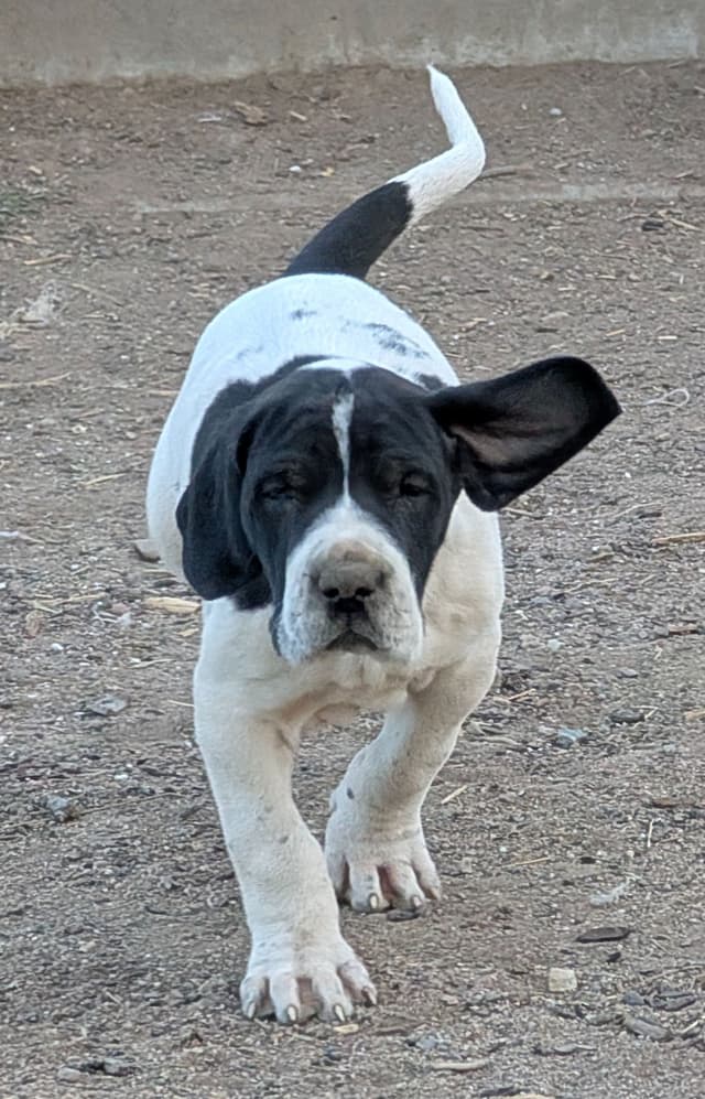 Great Dane Puppies media 5