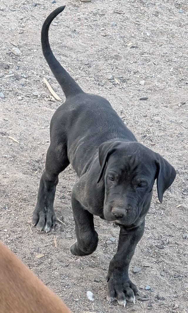 Great Dane Puppies media 6