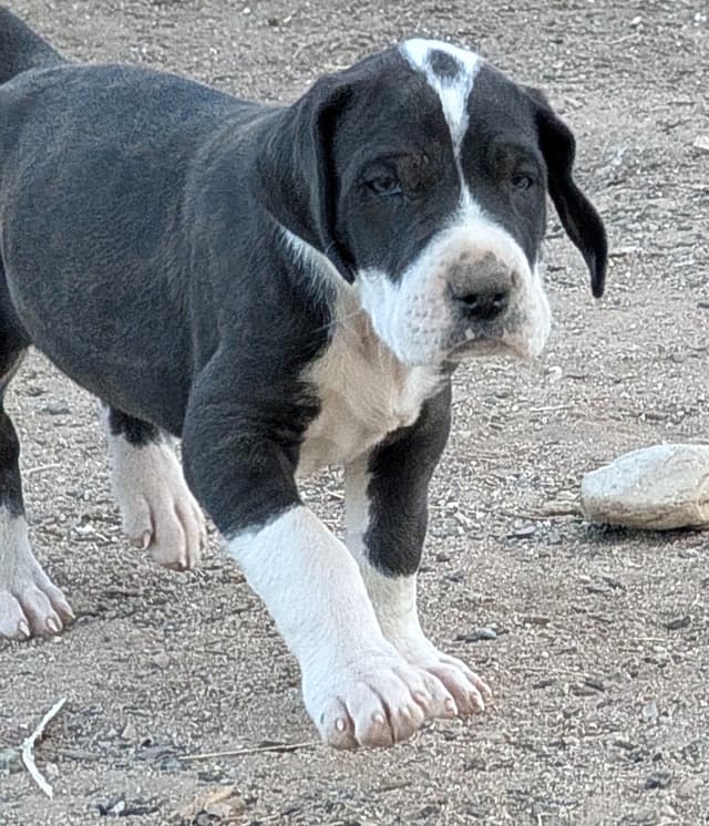Great Dane Puppies media 7