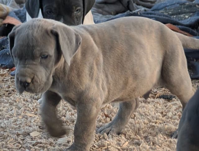 Great Dane Puppies media 9