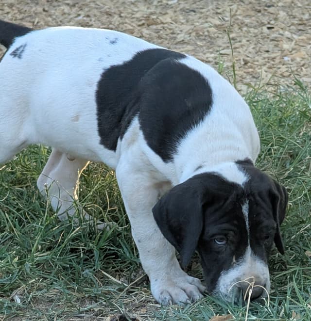 Great Dane Puppies media 10