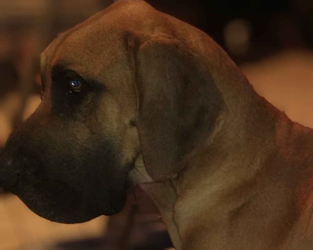 Great Dane Puppies media 11