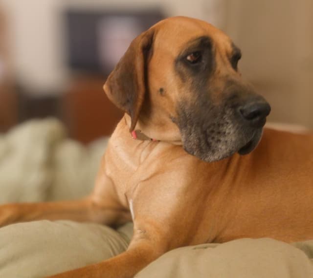 Great Dane Puppies media 13