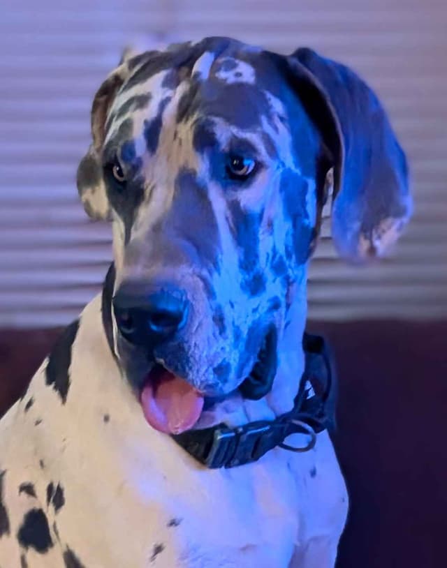 Great Dane Puppies media 15