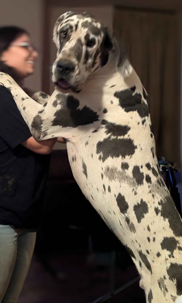 Great Dane Puppies media 16