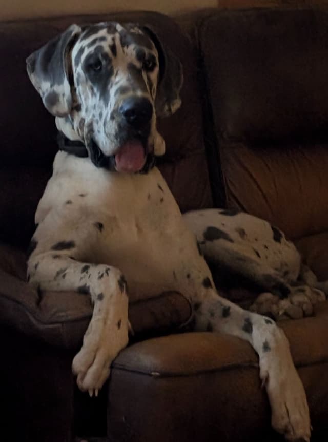Great Dane Puppies media 17