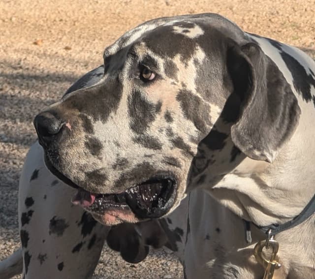 Great Dane Puppies media 18