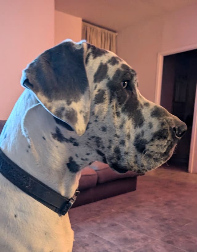 Great Dane Puppies media 19