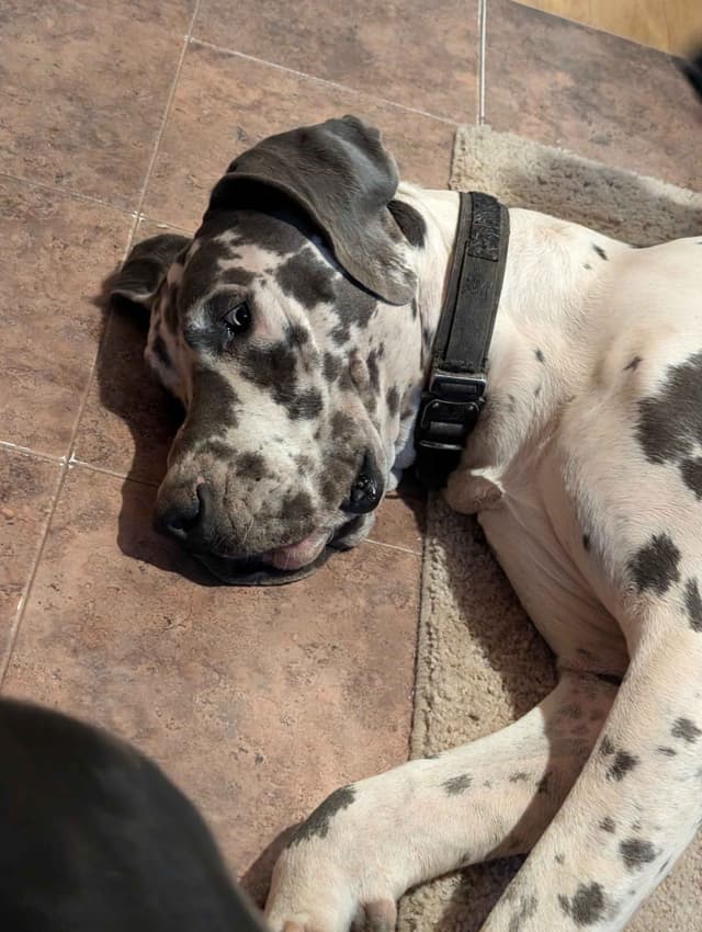 Great Dane Puppies media 20