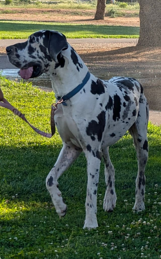 Great Dane Puppies media 21