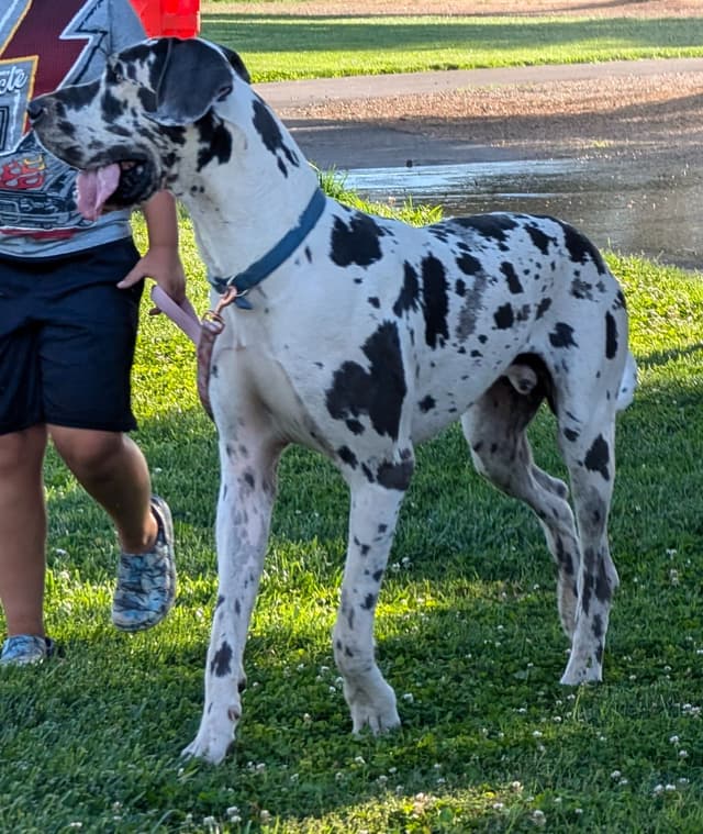 Great Dane Puppies media 22