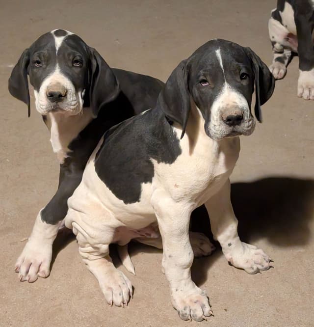 Great Dane Puppies media 22
