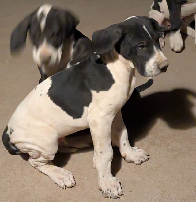 Great Dane Puppies media 23