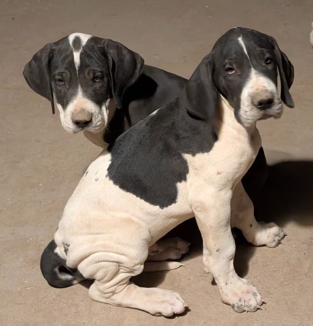 Great Dane Puppies media 24