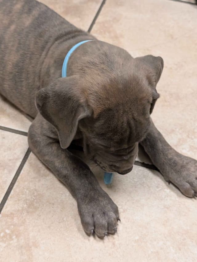 Great Dane Puppies media 23