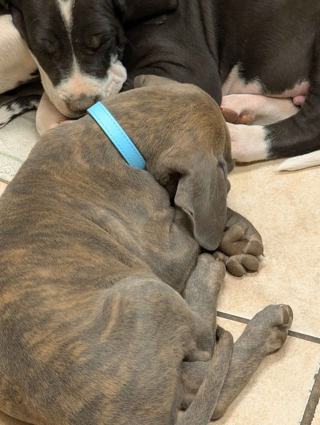 Great Dane Puppies media 24