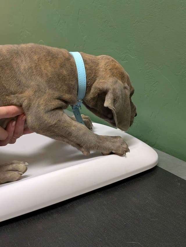 Great Dane Puppies media 25