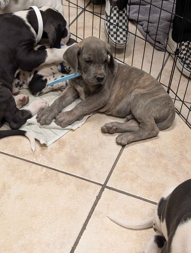 Great Dane Puppies media 26