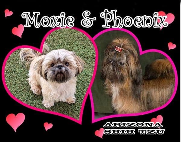Arizona Shih Tzu Puppies Available! breeder image 3