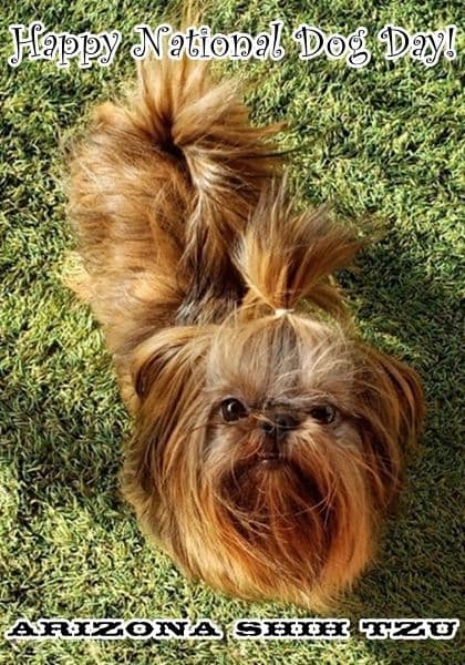 Arizona Shih Tzu Puppies Available! breeder image 1