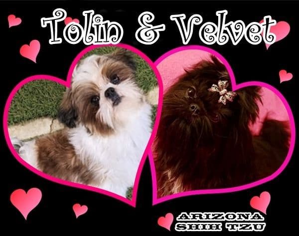 Arizona Shih Tzu Puppies Available! breeder image 4