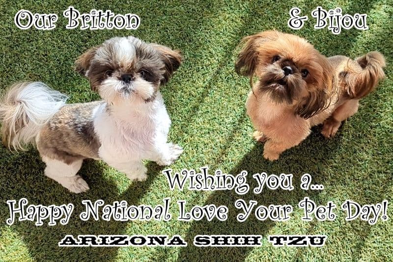 Arizona Shih Tzu Puppies Available! breeder image 5