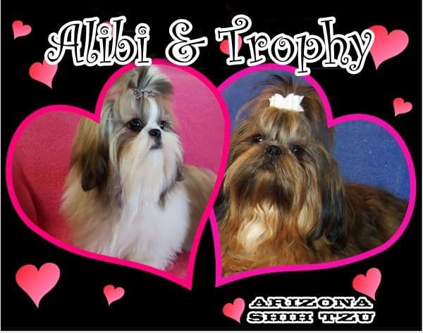 Arizona Shih Tzu Puppies Available! breeder image 6