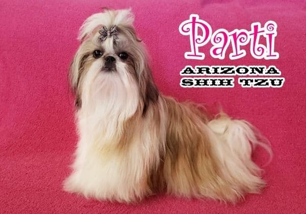 Arizona Shih Tzu Puppies Available! breeder image 7