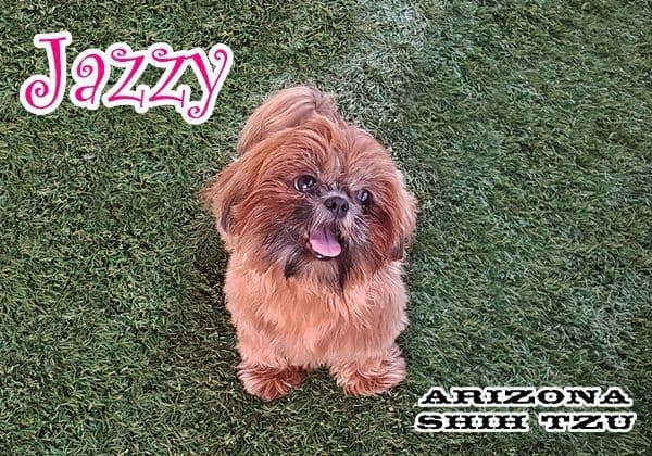 Arizona Shih Tzu Puppies Available! breeder image 8