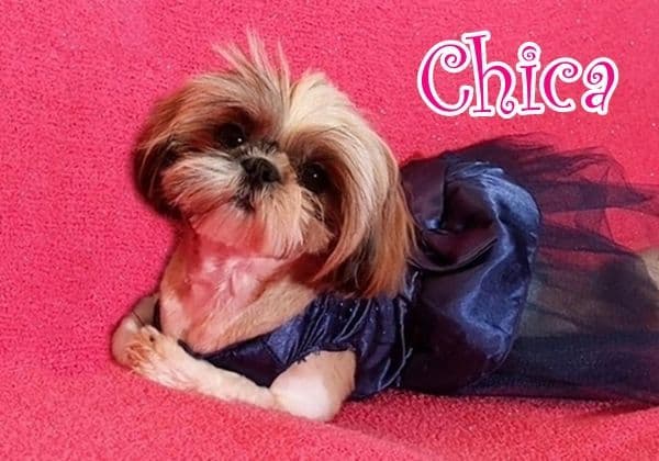 Arizona Shih Tzu Puppies Available! breeder image 10