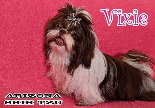 Arizona Shih Tzu Puppies Available! breeder image 11