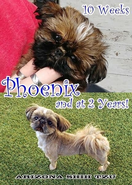 Arizona Shih Tzu Puppies Available! breeder image 12