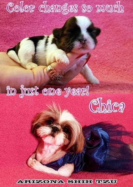 Arizona Shih Tzu Puppies Available! breeder image 13