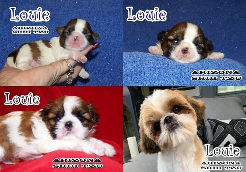 Arizona Shih Tzu Puppies Available! breeder image 15